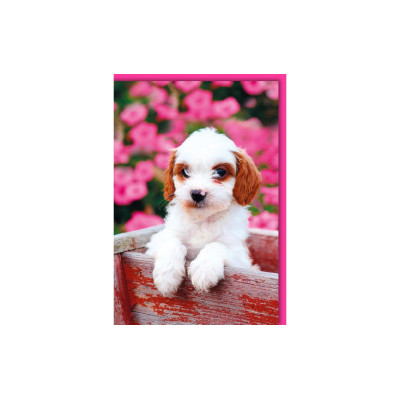 Braun + Company Motivkarte Hundewelpe 11.5 x 17 cm