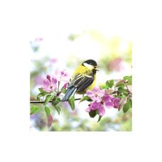 Paper + Design Papierservietten Spring Bird 20 Stück